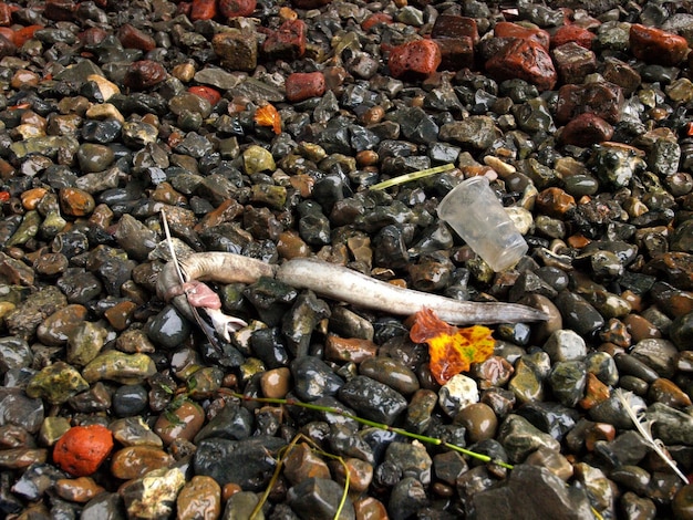 A polluted river with industrial waste and dead fish floating on the surface, representing the impact of water contamination.